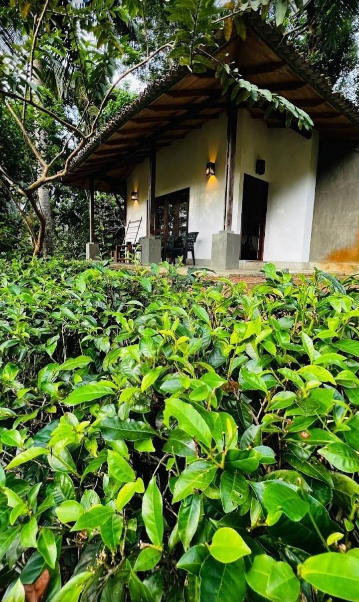 Leisure Land Bed & Breakfast Galle Phòng bức ảnh